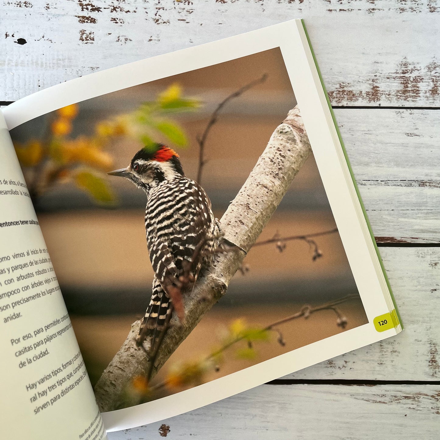 Aves de tu jardín