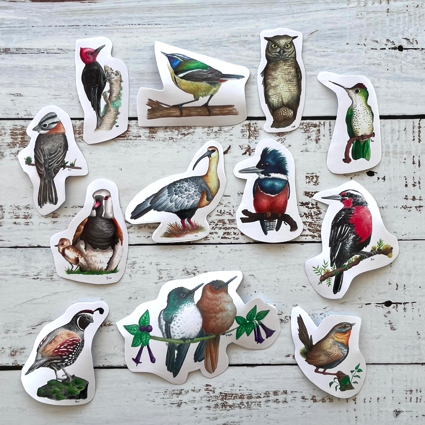 Set de 12 Sticker Aves de Chile