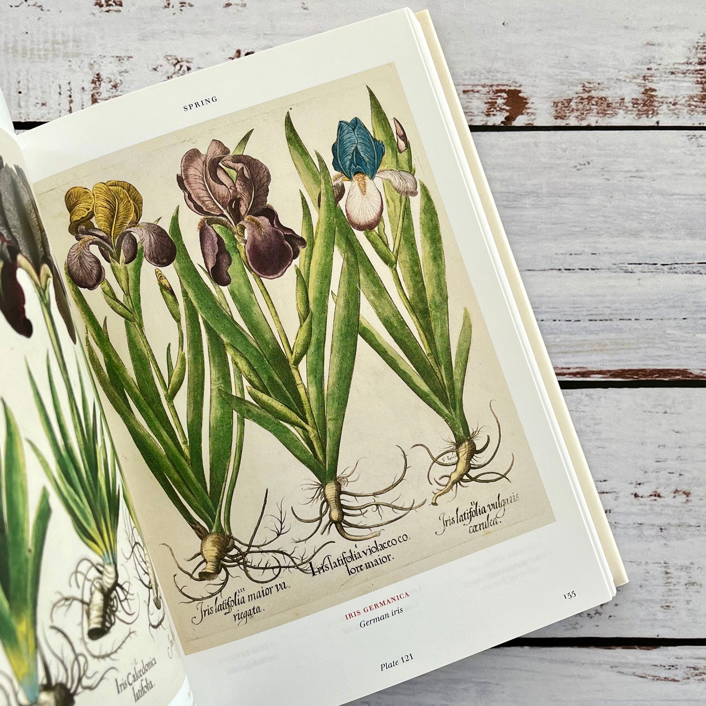 Florilegium. The Book of Plants.