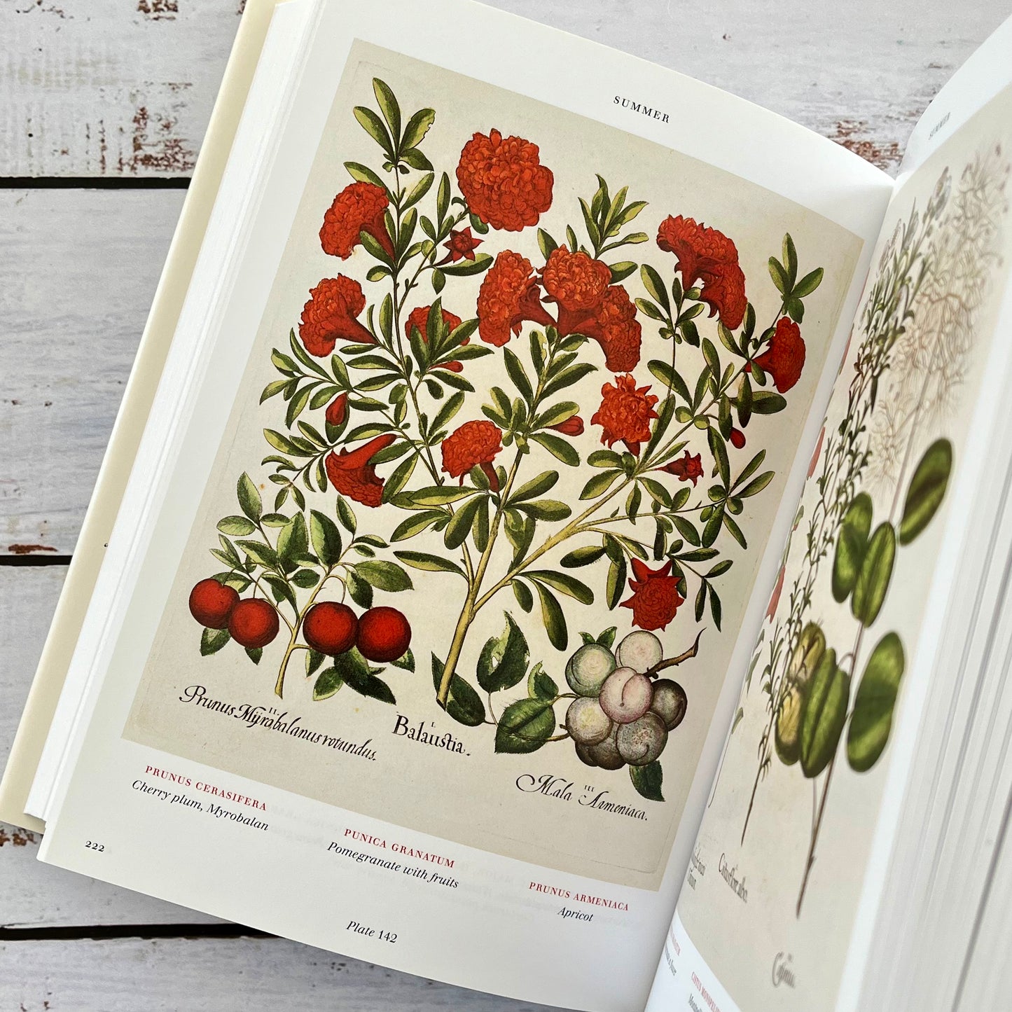 Florilegium. The Book of Plants.