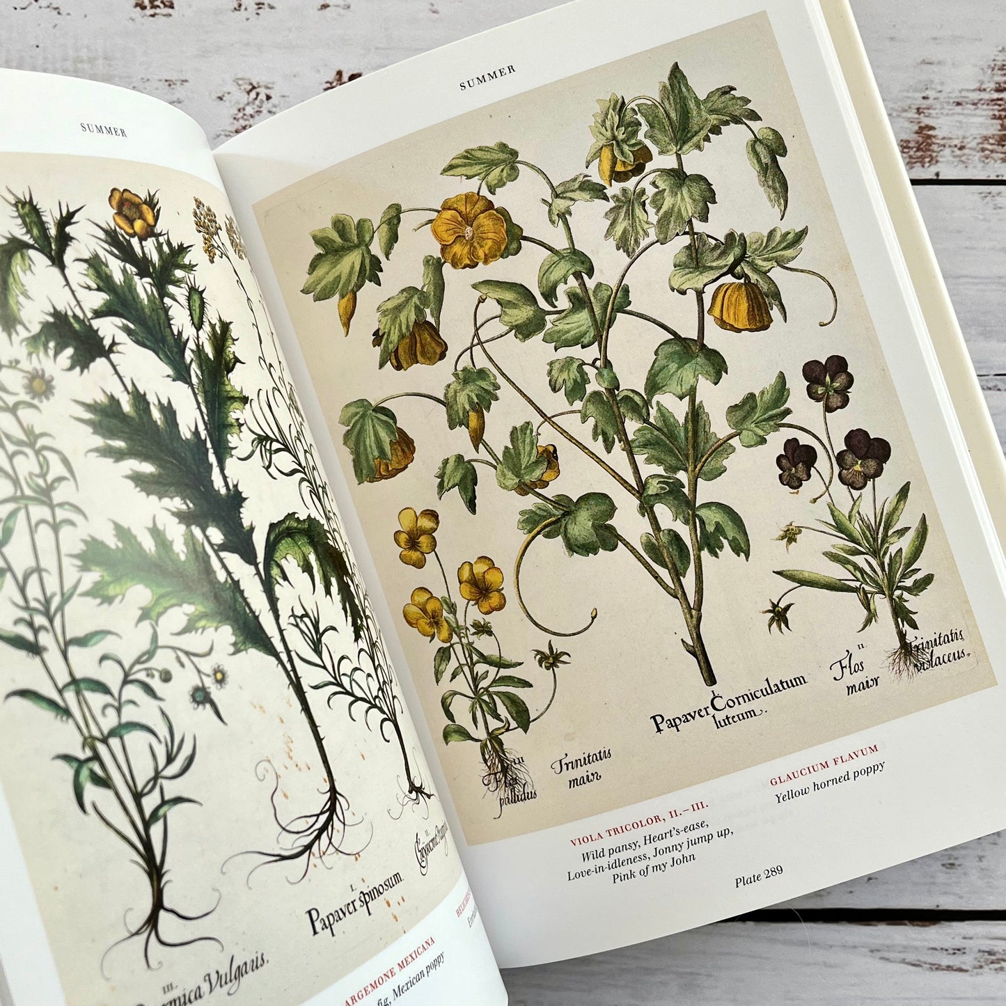 Florilegium. The Book of Plants.