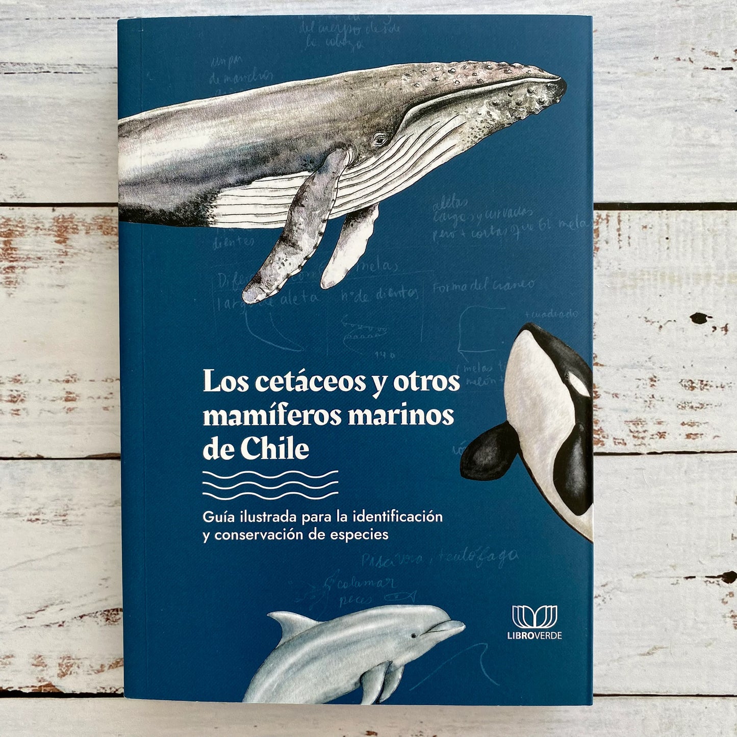 Los Cetáceos y otros mamíferos marinos de Chile.