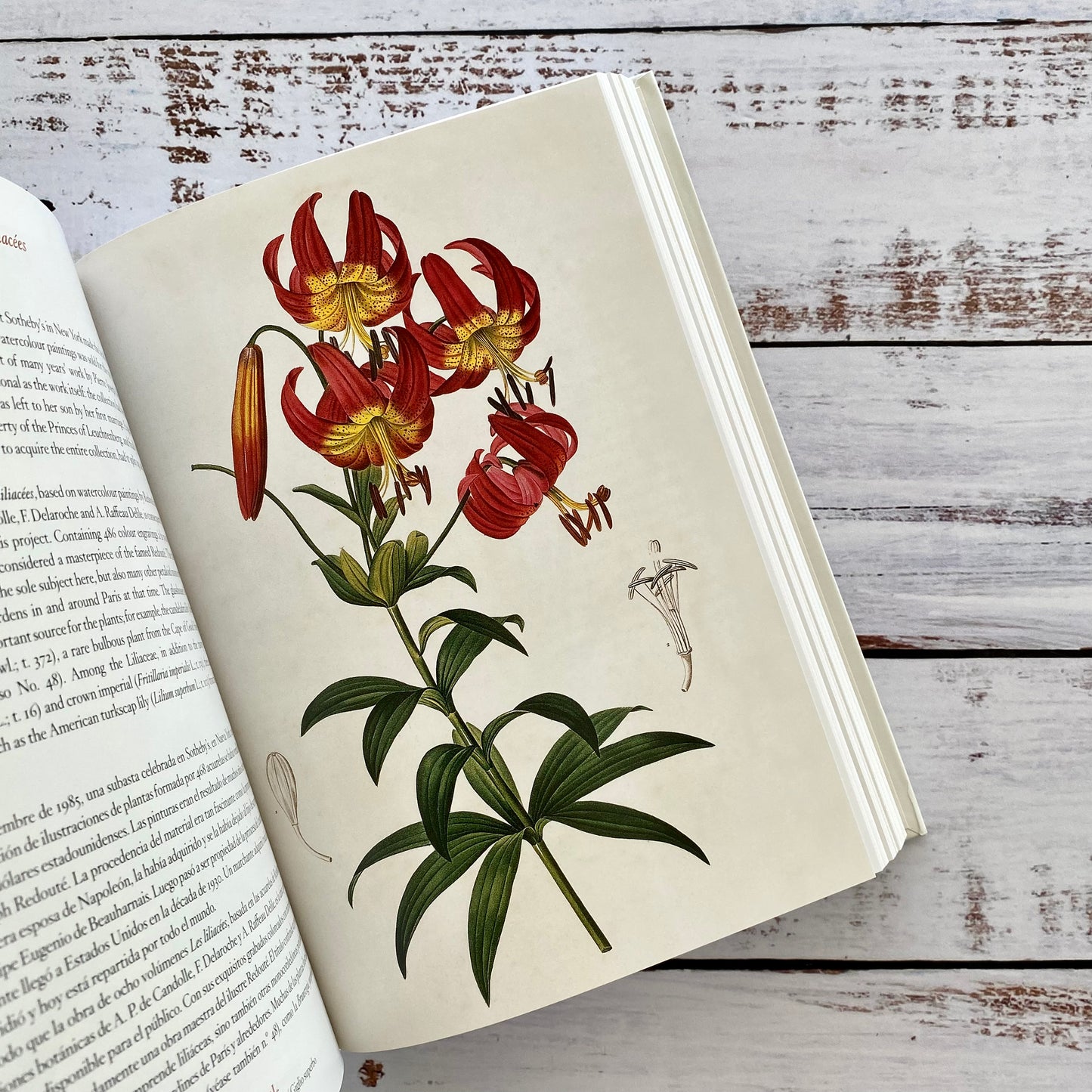 A Garden Eden. Masterpieces of Botanical Illustration