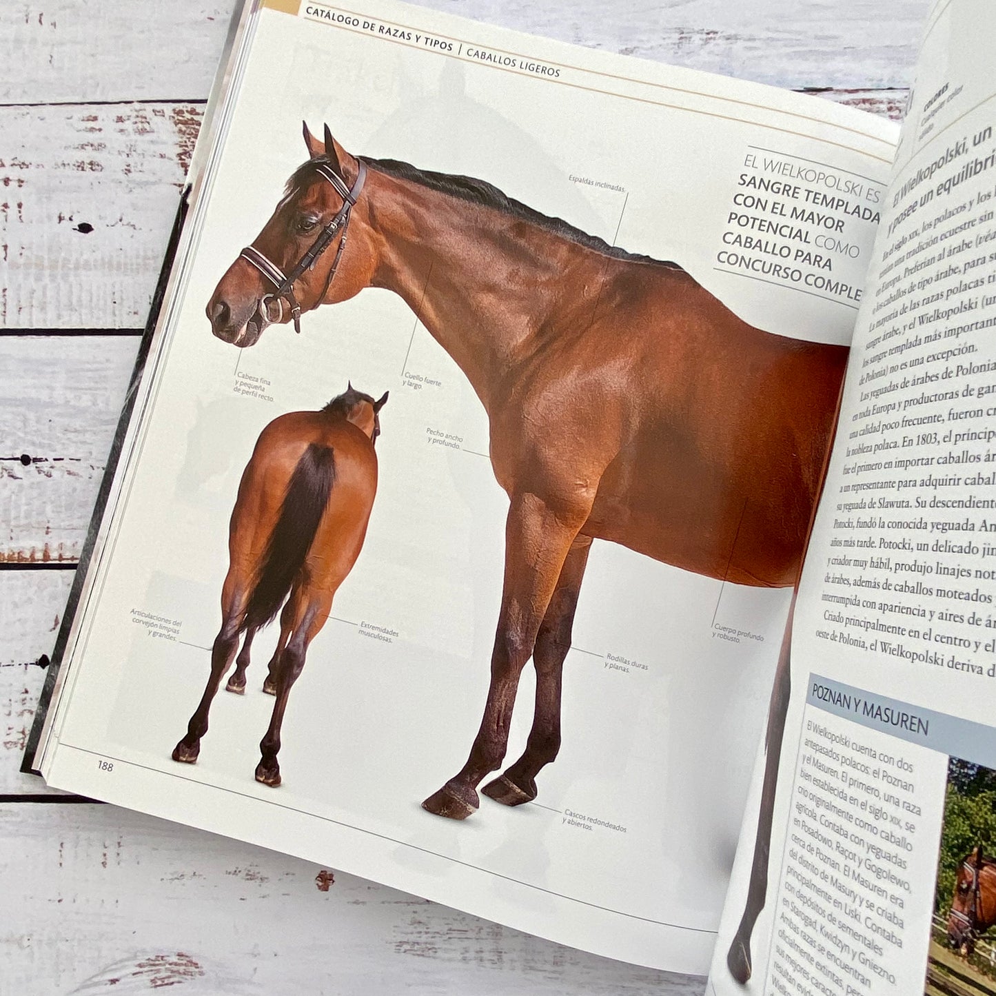 Enciclopedia del Caballo